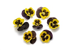 Виола обезвоженная "Черный лимон" объёмная 15 шт